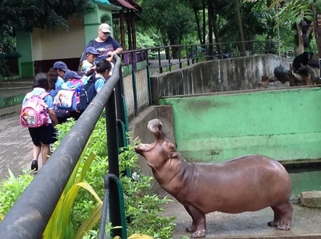 One of various animals in Yangon Zoo