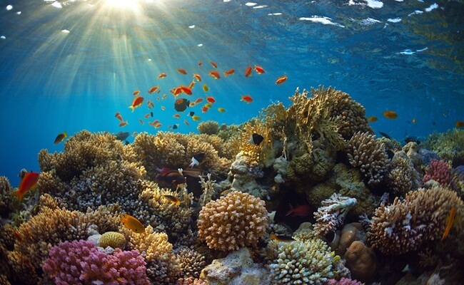 Diverse Coral Reefs and Fishes in Cham Island