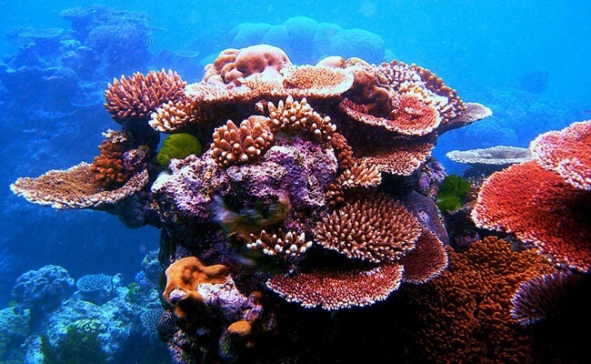 Colorful Coral Reefs in Vinh Hy Bay