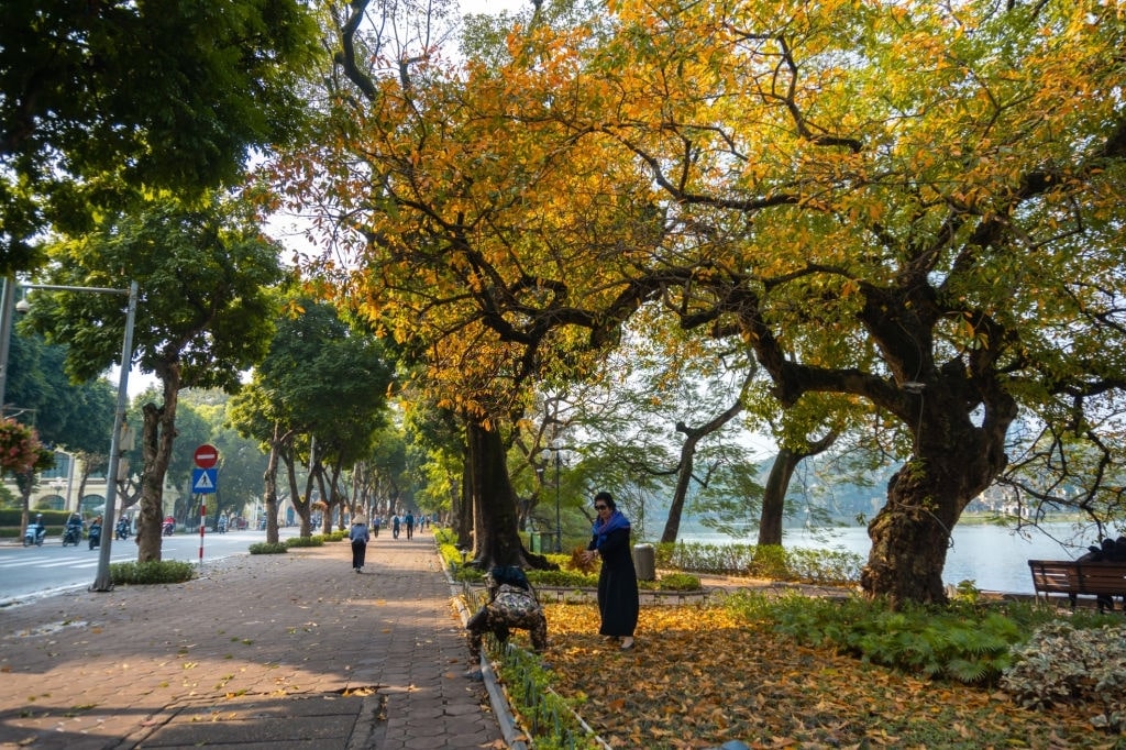 Yellow leaves falling around Hoan Kiem Lake, Hanoi