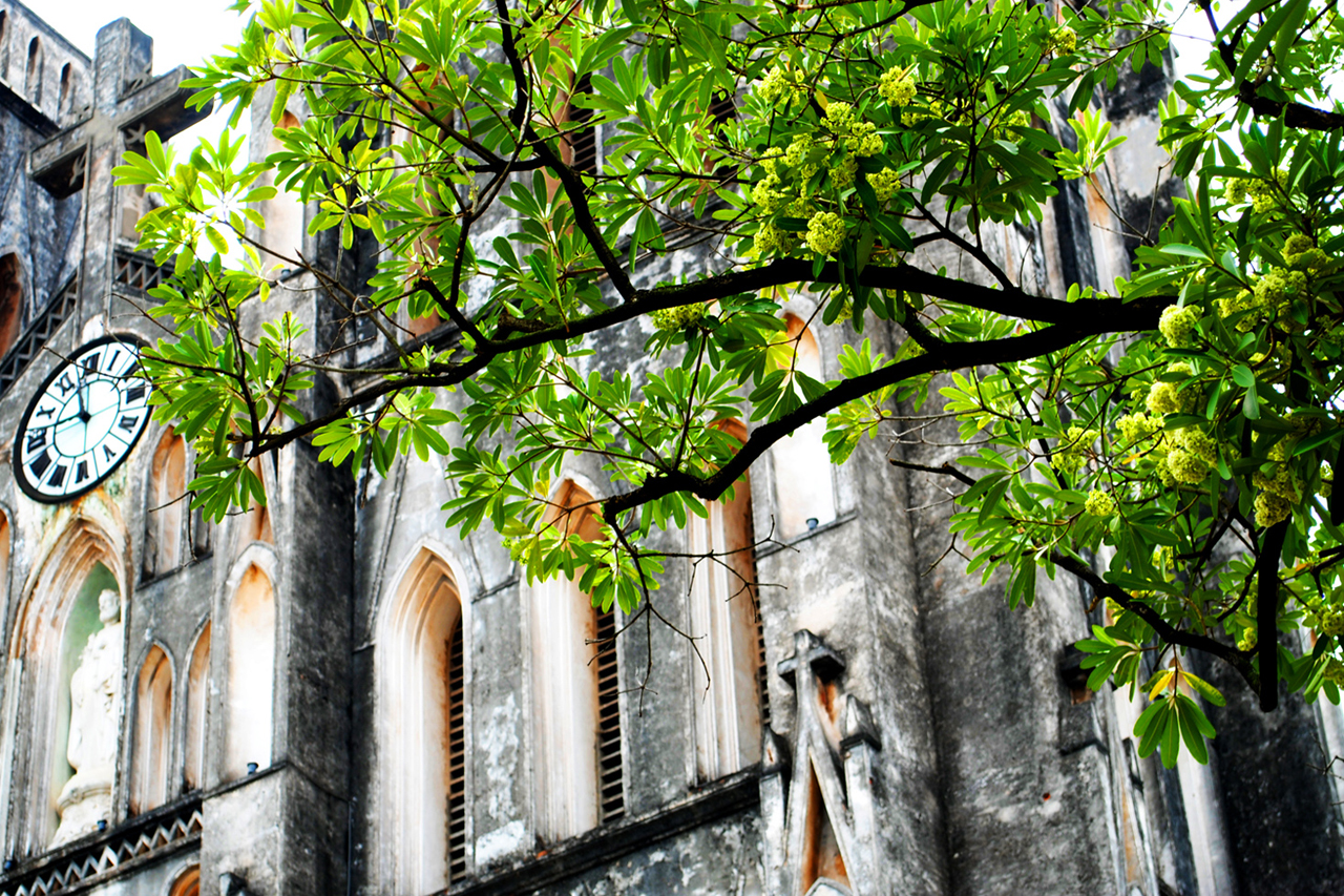 Beautiful Hoa Sua Tree at Hanoi St. Joseph's Cathedral in Hanoi