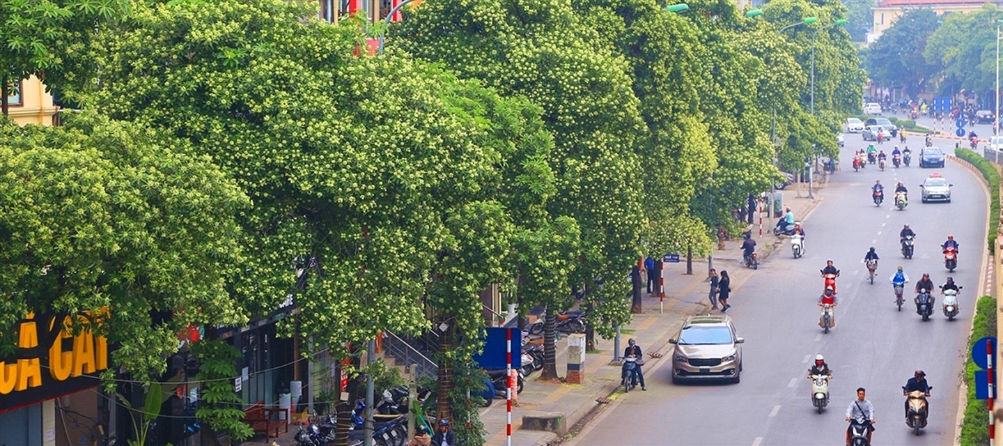 A Street full of Hoa Sua in Hanoi