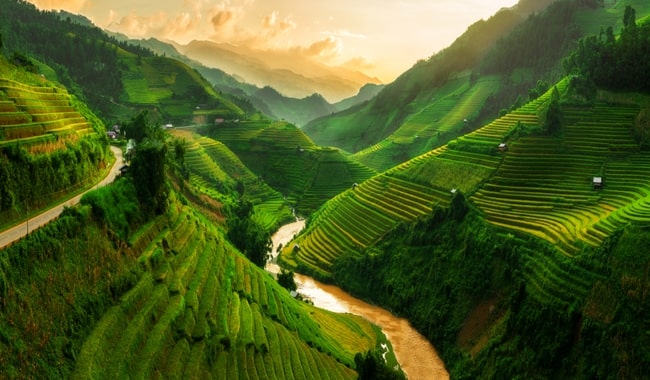 best places to admire golden rice fields in vietnam 2