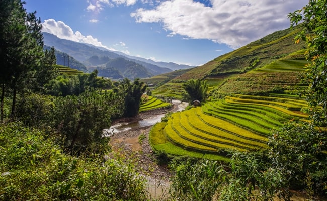 best places to admire golden rice fields in vietnam 13