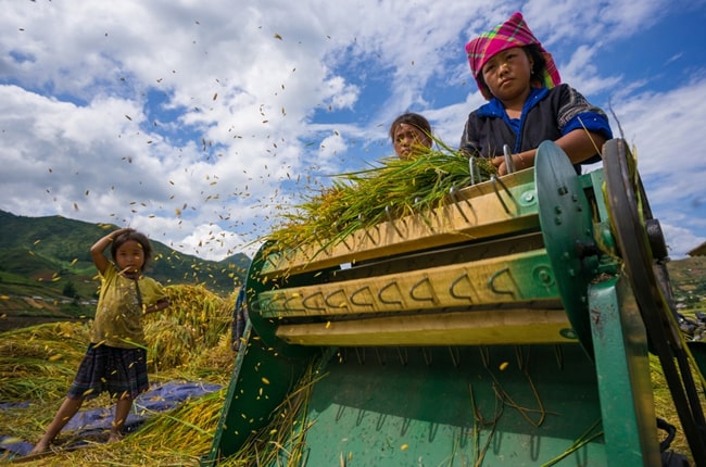 best places to admire golden rice fields in vietnam 4
