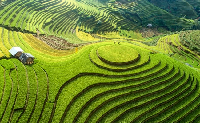 best places to admire golden rice fields in vietnam 1