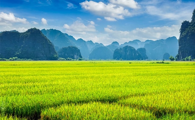 best places to admire golden rice fields in vietnam 5