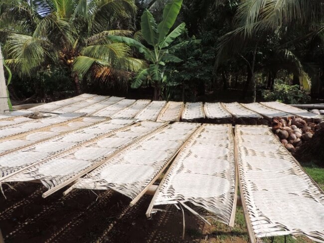 Rice wrapping paper are dried by the sun